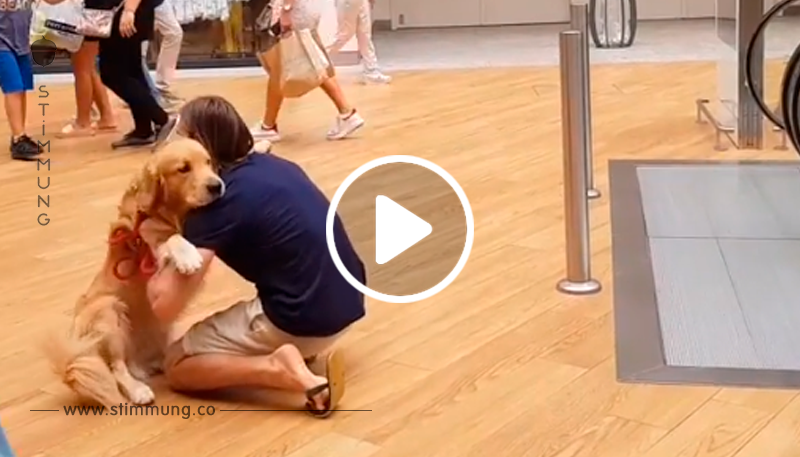 Hund hat Angst vor der Rolltreppe – Besitzer weiß sofort, was zu tun ist	
