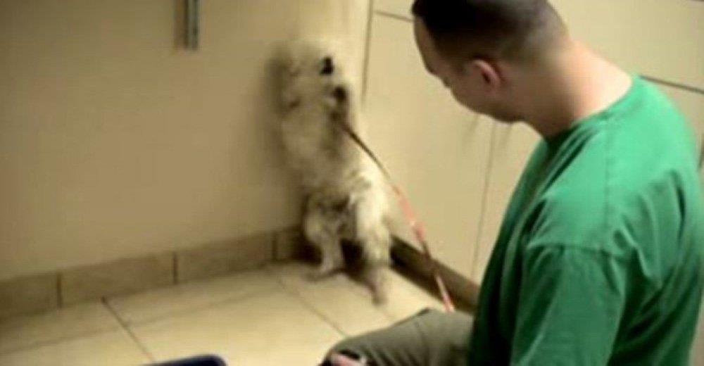 Die Reaktion des verängstigten geretteten Hundes, wenn sie merkt, dass alles gut wird, ist unbezahlbar