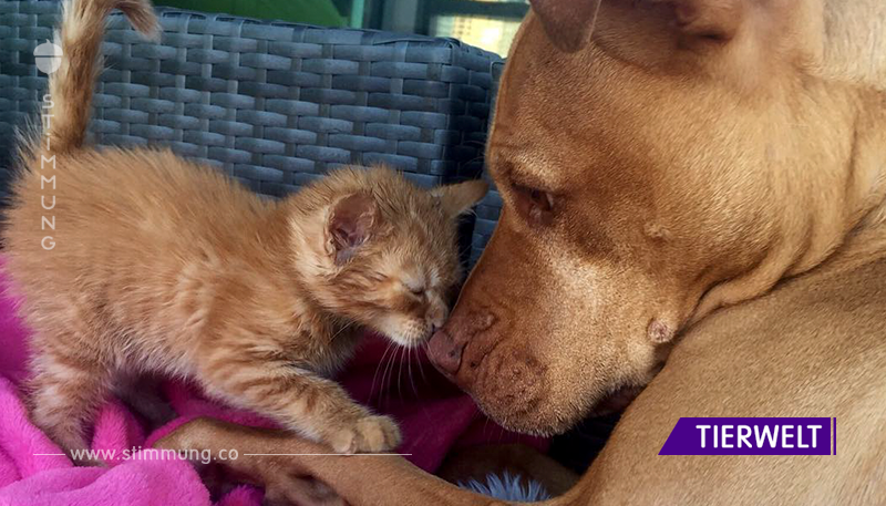 Eine berührende Freundschaft eines fürchterlichen Pitbulls und eines kleinen Kätzchens.