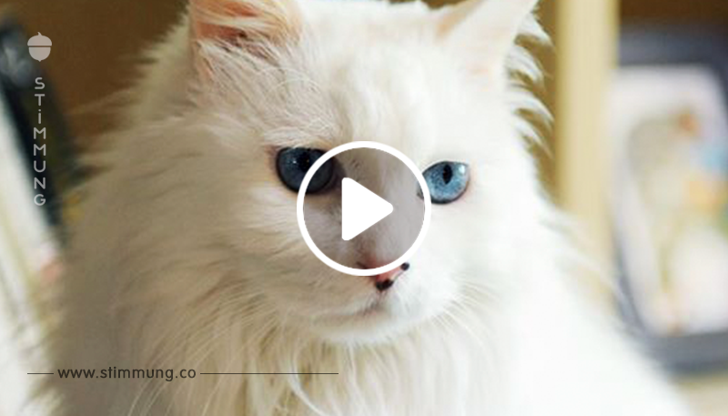 VIDEO: Ist das die Katze mit den schönsten Augen der Welt? Einfach faszinierend!	