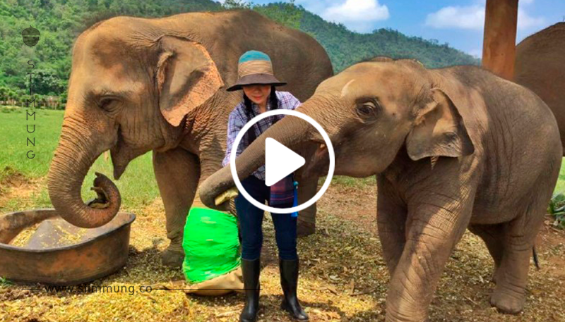 Video: Tierschützerin rettet missbrauchte Elefanten.