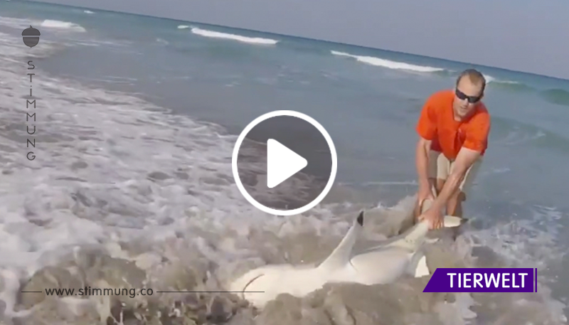 Der Mann zieht den rasend wilden Hai aus dem Wasser. Dann öffnet er sein Maul und die Kamera filmt etwas Unerwartetes.	