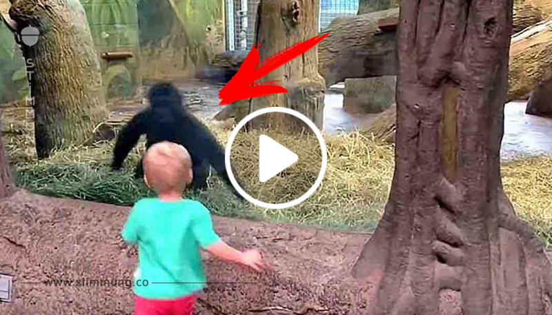 2-Jähriger läuft zurück um die Tiere zu sehen - niemand erwartete die Reaktion dieses Gorillas!	