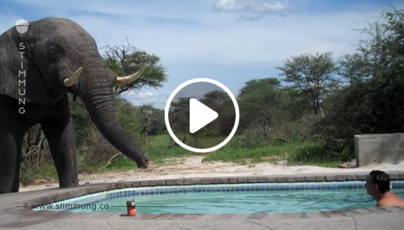 Unerwarteter Gast: Elefant sprengt Pool Party	