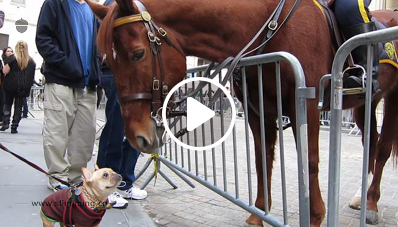 Süße Bulldogge spielt mit einem Polizei Pferd	