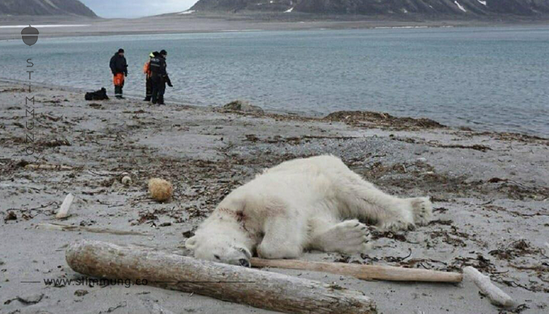 Deutsche Kreuzfahrt-Crew tötet Eisbären bei Arktis-Reise – nun kocht das Netz vor Wut	
