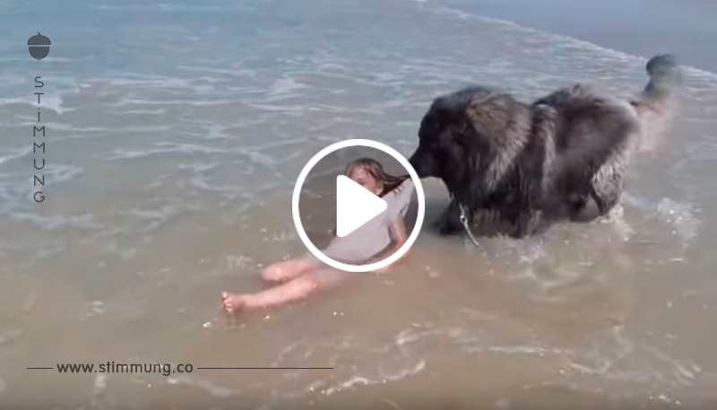 Video: Besorgter Hund zieht Mädchen an den Strand.