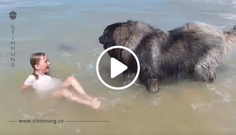Riesenhund sieht seine kleine Freundin in Gefahr – führt die süßeste Rettung aller Zeiten durch