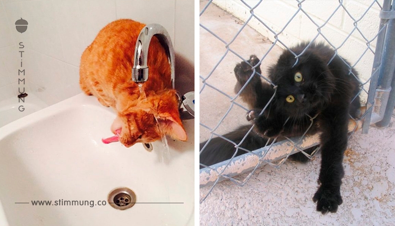 20 Bilder von Katzen, die sich ziemlich dumm anstellen.