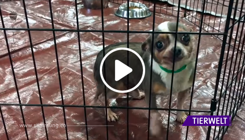 Ein winziger Chihuahua wurde aus dem Labor gerettet. Schau nur, wie das Baby von seinem eigenen Bett begeistert war!