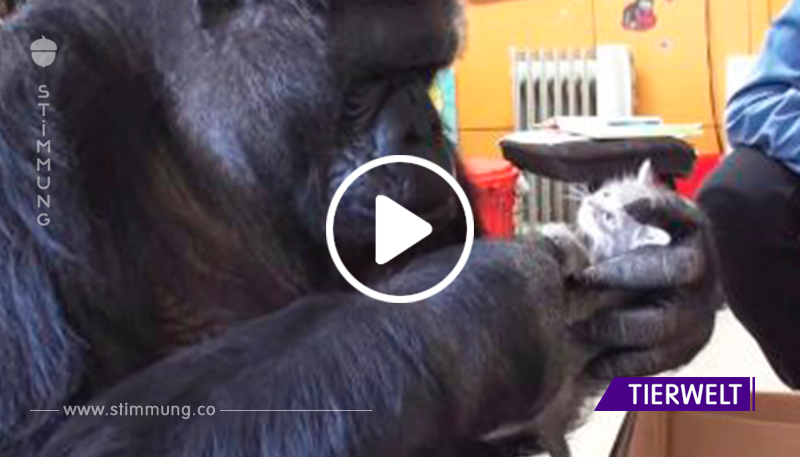 Gorilla Coco hat zu ihrem 44. Geburtstag eine Kiste mit Kätzchen bekommen. Ihre Reaktion ist etwas!