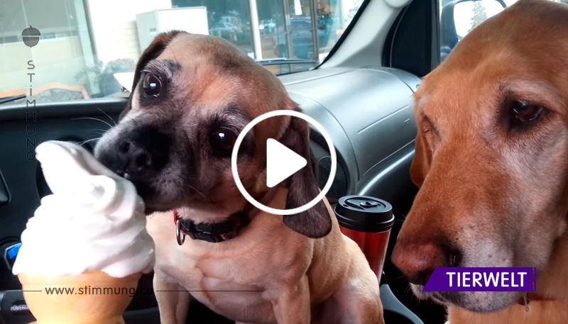 Wie zwei Hunde essen ein Eis zusammen. Ein lustiges Video!