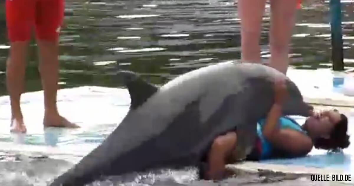 Badeverbot: Gefahr aus der Tiefe – Notgeiler Delfin belästigt Badegäste und zeigt Penis