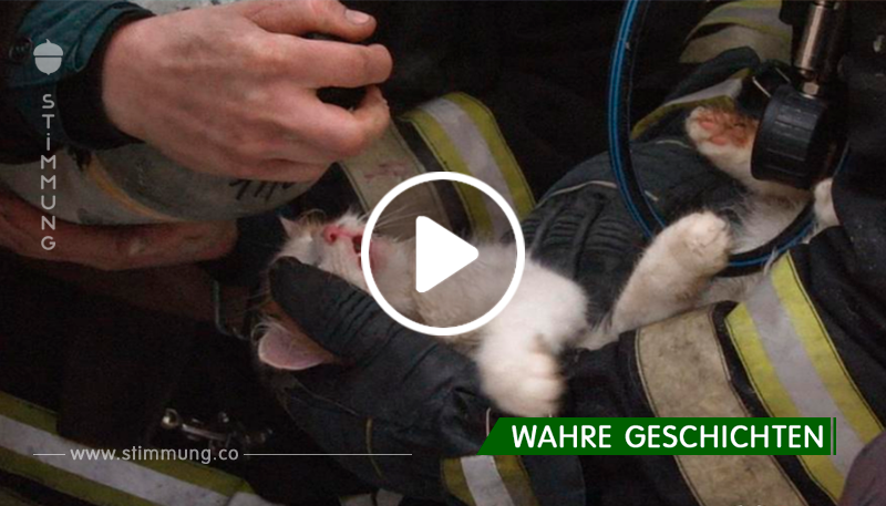 Feuerwehrmänner fanden eine Katze in einer Bräunungswohnung. Was sie taten, berührt zu Tränen ...