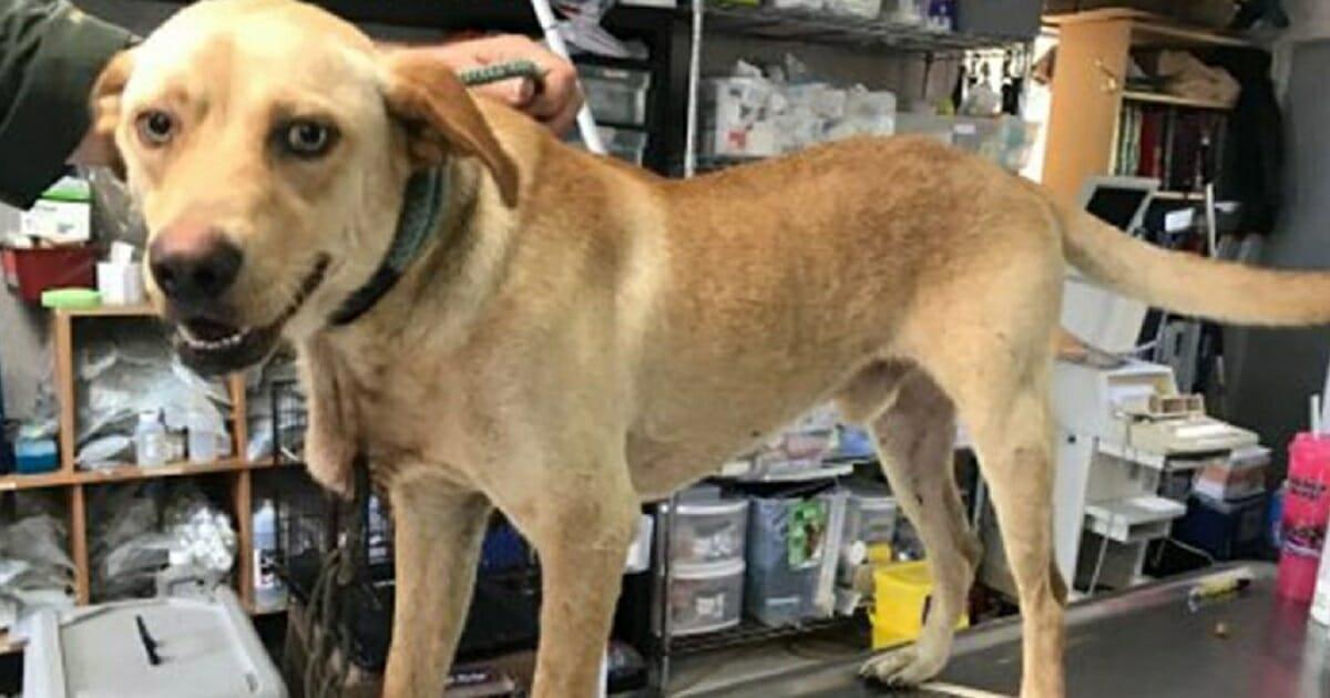 Hund wird Karabinerhaken in den Hals gerammt – nun suchen Tausende nach dem Tierquäler