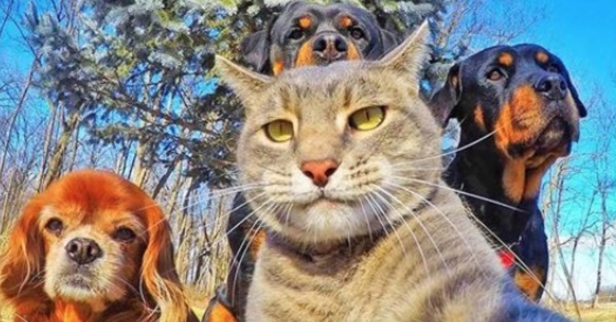 15 Tiere, die bessere Selfies machen als du.