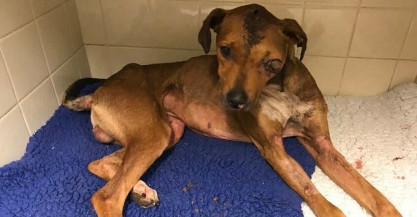 Hund dem Tode nahe, nachdem er von Tierquäler verprügelt und in Brand gesetzt wurde	