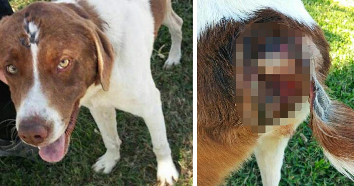 Tierhasser binden Feuerwerkskörper an Hund fest, zünden sie an – nun kämpft er um sein Leben