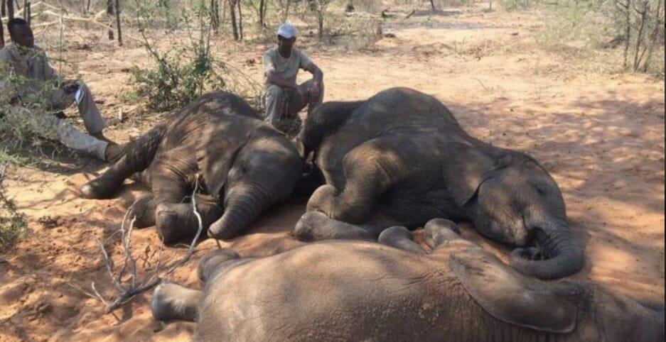 Wilderer schlachten 90 hilflose Elefanten für Elfenbein – verstecken Kadaver unter Sträuchern
