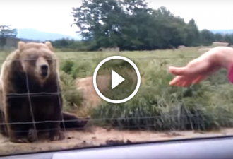 Das Mädchen winkte dem Bären mit der Hand zu. Aber sie konnte sich nicht vorstellen, wie als nächstes passieren wird!