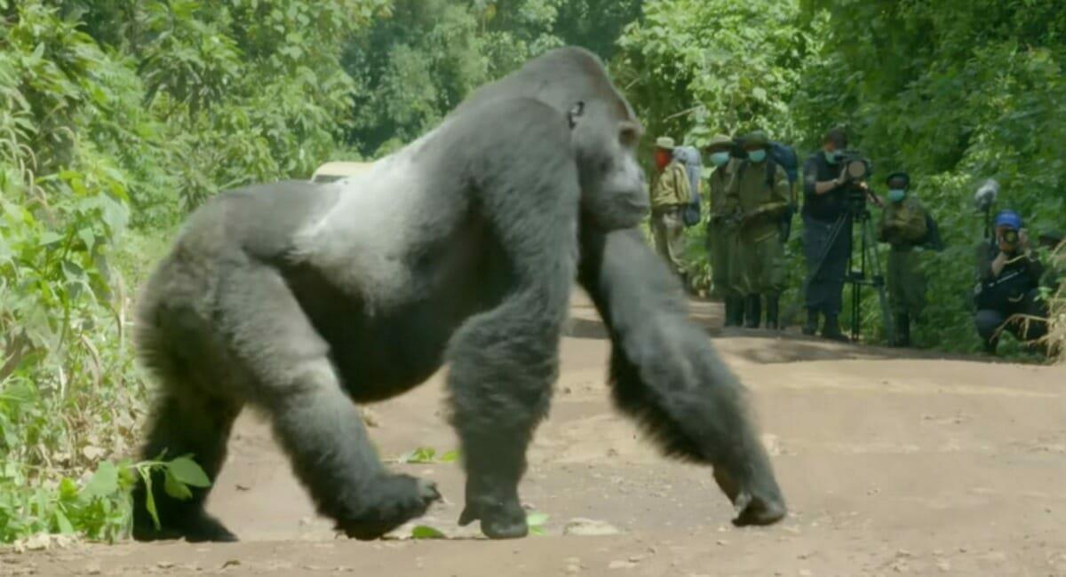 Riesen-Gorilla steht plötzlich auf der Straße – Filmemacher erstarren bei Anblick sofort	