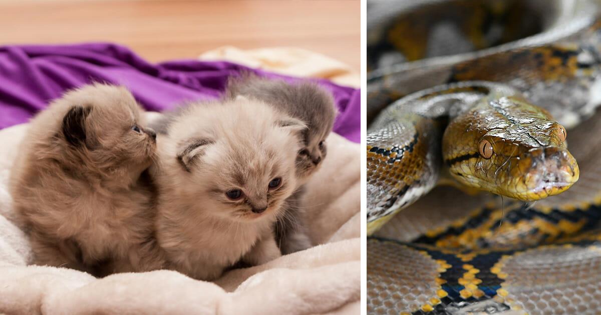 Süße Kätzchen zum Verschenken gesucht – um damit Schlange zu füttern