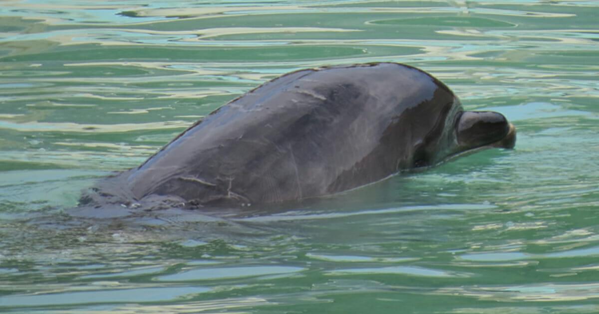 Hilfloser Delfin und 46 Pinguine verwahrlosen seit Monaten allein in abgewracktem Zoo	