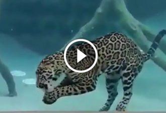 Jaguar schwimmt 33 Sekunden unter Wasser! Das muss gesehen werden! Unglaublich anmutiges Räubertier!