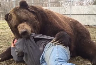 Ich habe das nie gesehen! Dieser riesige Bär verursacht ein Zittern in den Knien!