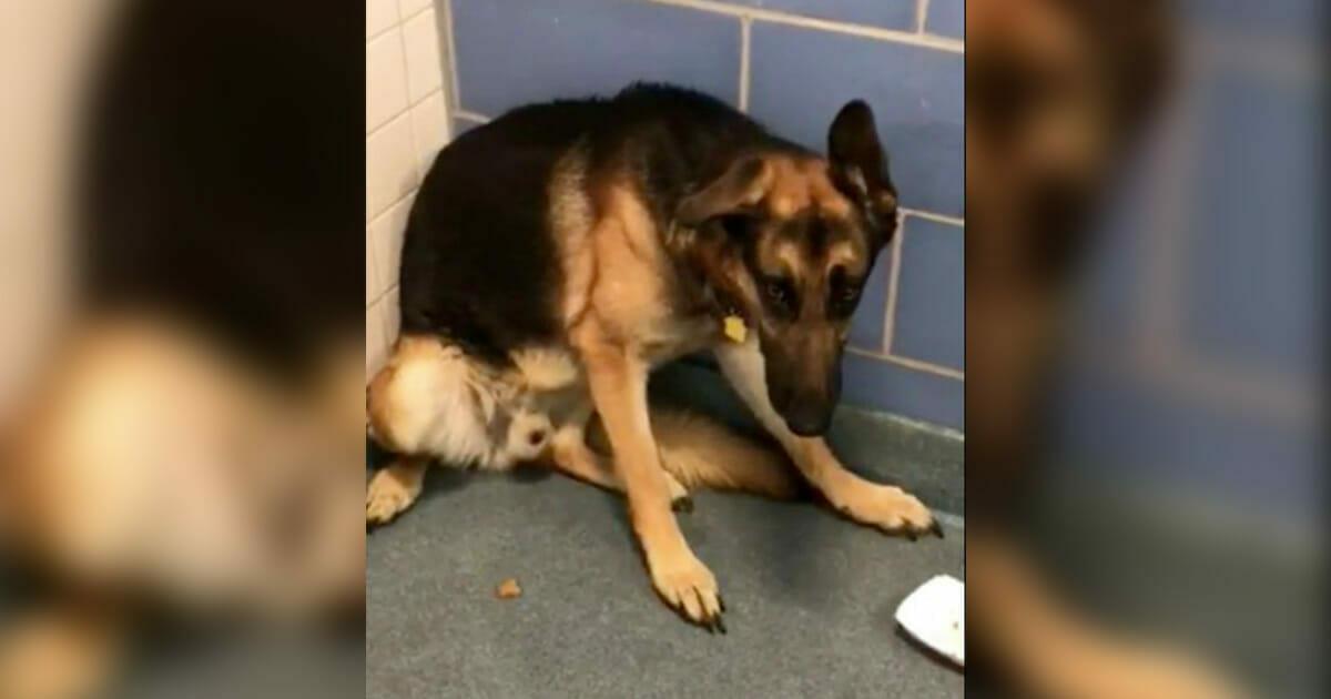 Loyaler Hund wird von Familie im Tierheim zurückgelassen – weil sie ein Baby erwartet