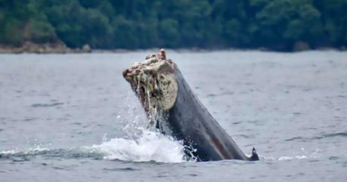 Wal in altem Fischernetz verheddert: Statt Schwanzflosse klafft nun eine schreckliche Wunde