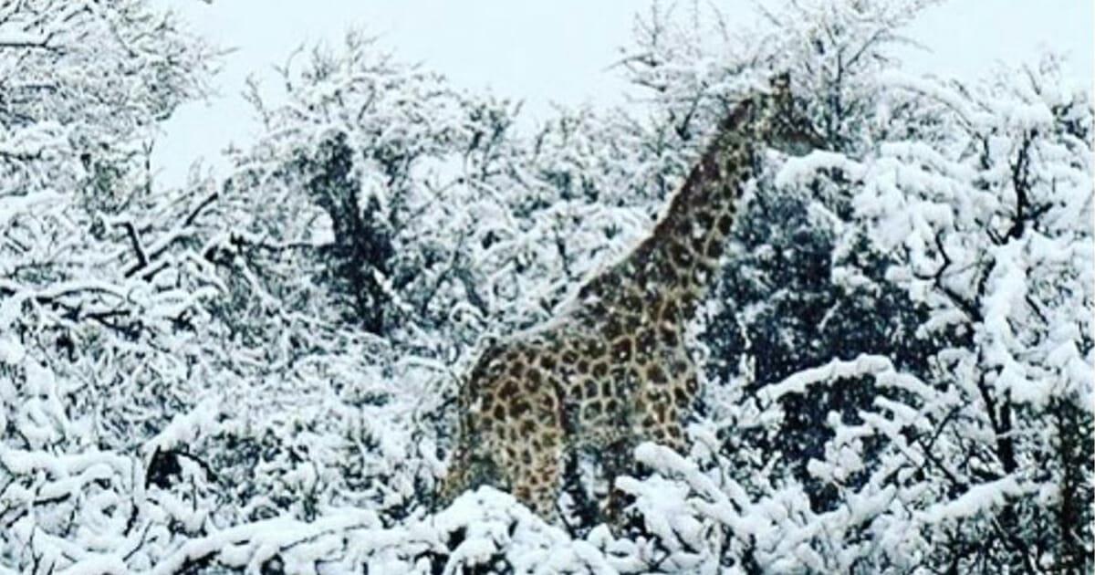 Schnee in Südafrika: Giraffen und Elefanten werden vom Wintereinbruch überrascht