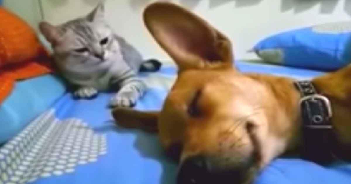 Hund lässt im Schlaf tierisch einen fahren – die Rache der Katze bringt Tausende zum Lachen