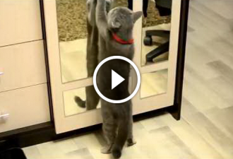 Eine lustige graue Katze tanzt ein Lambada vor dem Spiegel!