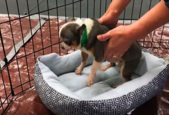 Der winzige Chihuahua wurde aus dem Labor gerettet. Schau nur, wie das Baby von seinem eigenen Bett begeistert war!