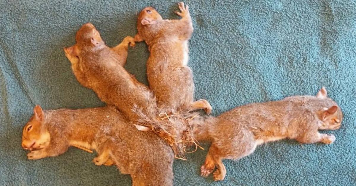 5 Baby Eichhörnchen in OP voneinander befreit.