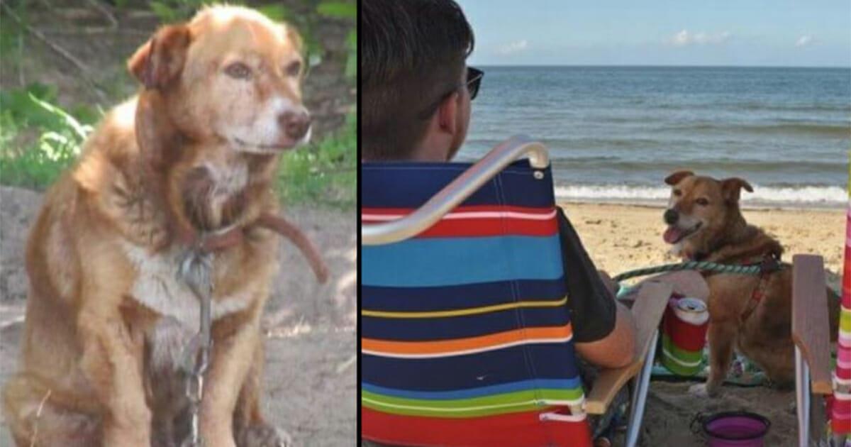 Tierschützer befreien sterbenden Hund – er war 12 Jahre lang an einen Baum gekettet