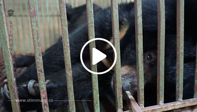 13 Jahre lang wurden 5 Bären für ihren Gallensaft gefoltert – seht den Moment ihrer Rettung	