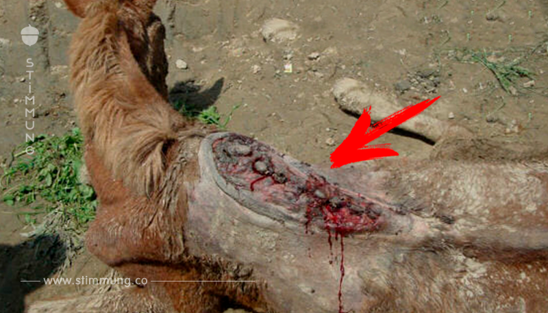 Blutig gerittene, verkrüppelte Esel leiden Höllenqualen – zum Vergnügen der Touristen	