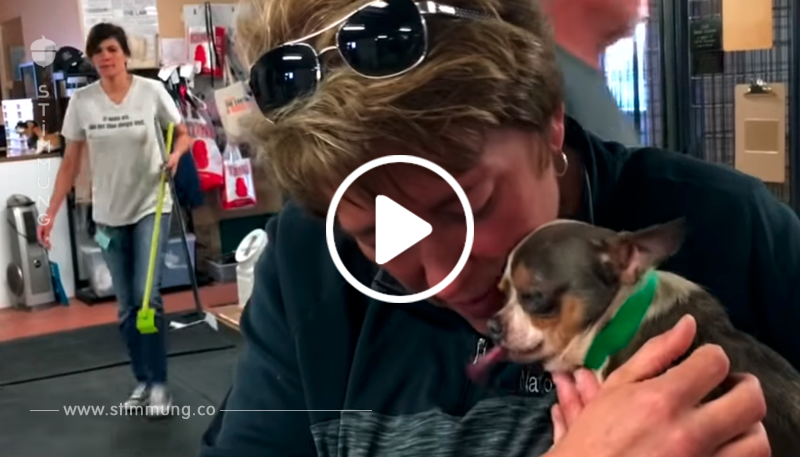 Ein winziger Chihuahua wurde aus dem Labor gerettet.