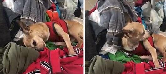Der Hund weint, als er plötzlich den Geruch des verstorbenen Besitzers fühlt (Video)