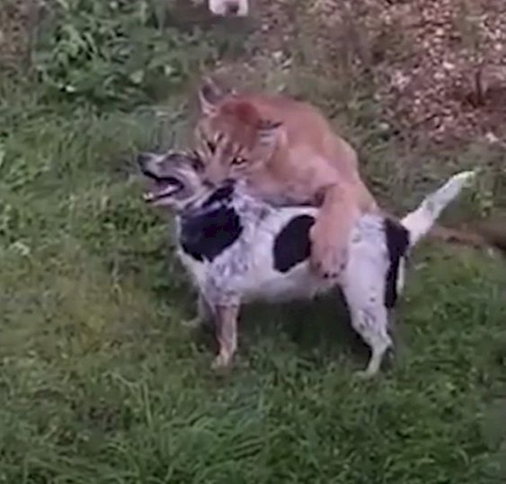 Ein Mann filmt einen dramatischen Moment: Der Puma überfiel seinen Hund	