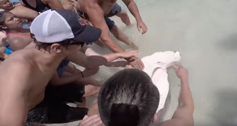 Der Typ zog den Hai aus dem Wasser, um das zu holen, was in ihrem Mund war!