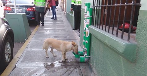 Polizei hat geniale Idee, um streunenden Hunden zu helfen.