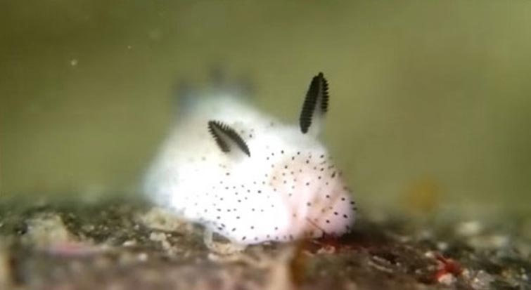 Jorunna parva - süße Meeresschnecken, die einem Kaninchen ähneln