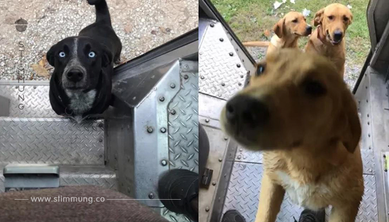 15 Hunde, die bis über beide Ohren in den Postboten verliebt sind.	