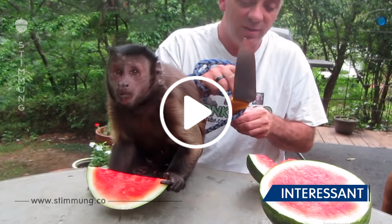 Dieser Affe hat Wassermelone sehr gern. Der Besitzer schnitt ihr ein Stück, und man muss nur sehen, was sie gemacht hat!