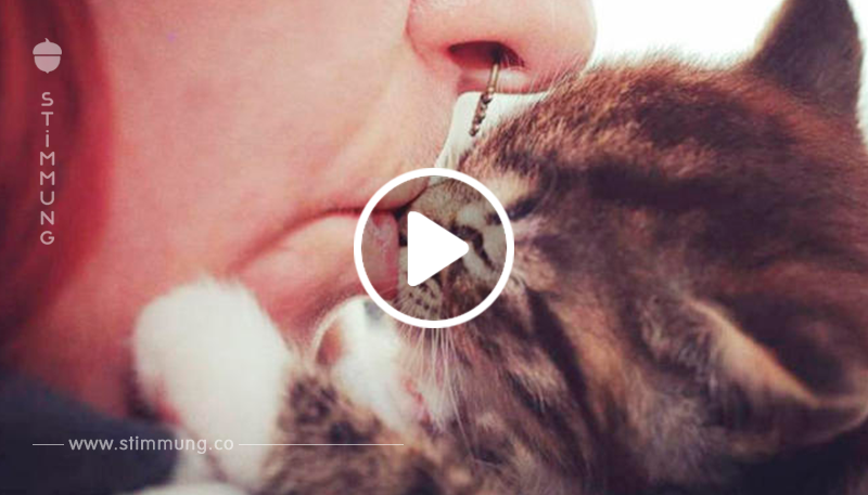 Aus diesem Grund möchten Katzen nicht geküsst werden!	