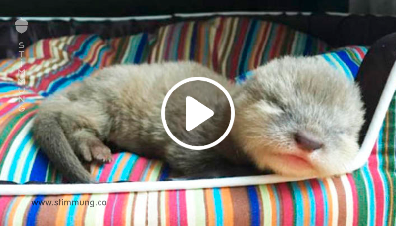 VIDEO: Wegen diesem kleinen Kerlchen schlagen viele Herzen höher! Einfach goldig!	
