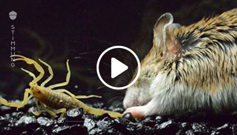 Aggressive Fleischfresser-Maus jagt Vogelspinnen.	